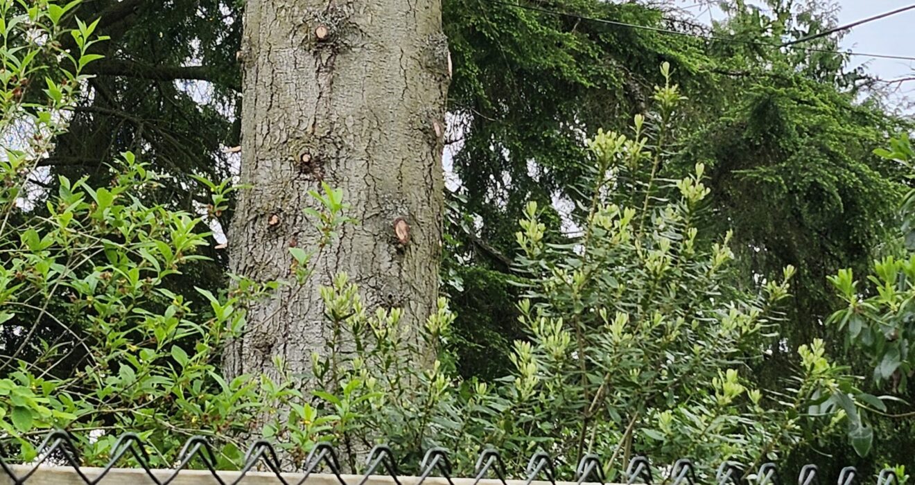 A tree with freshly removed limbs on the other side of a fence.