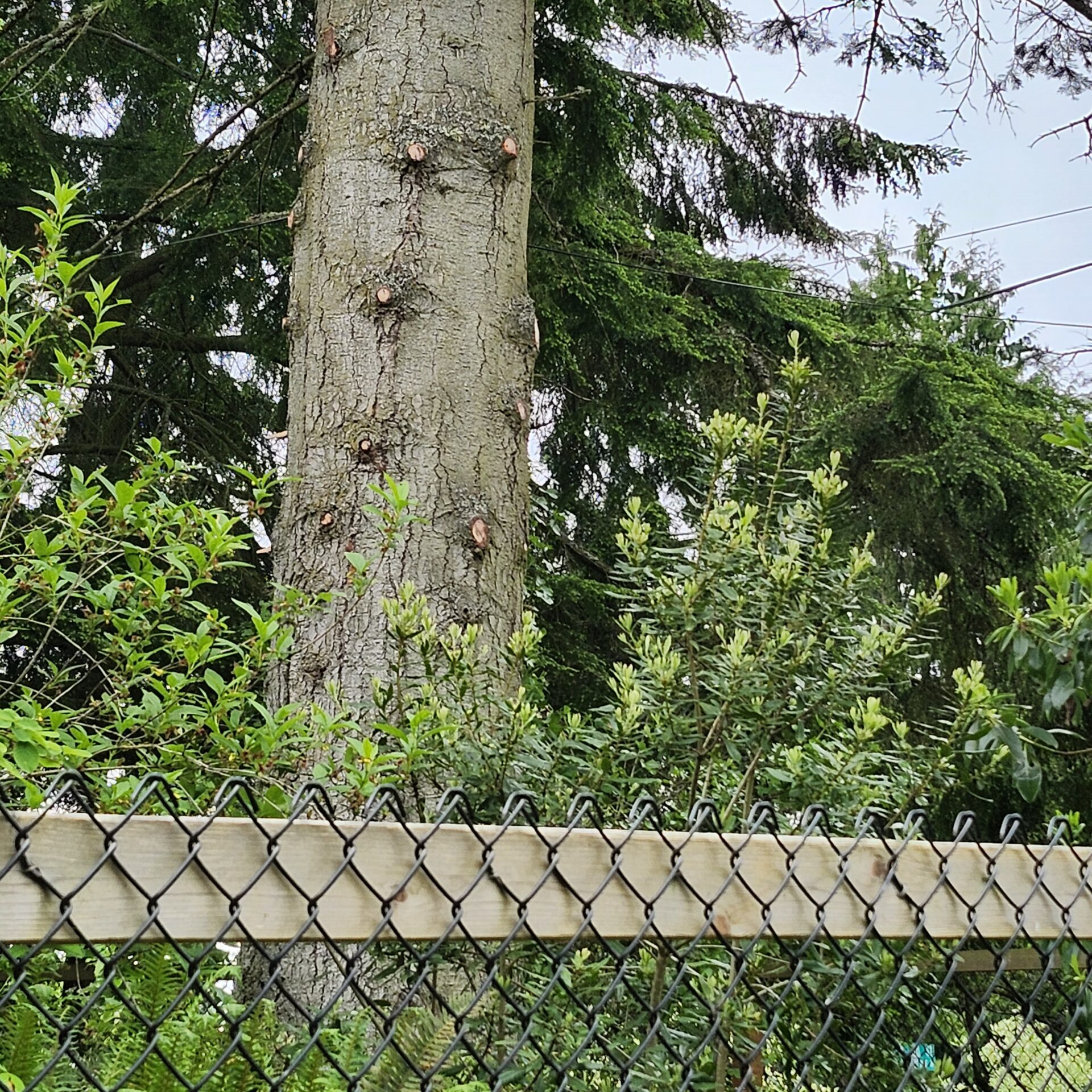 A tree with freshly removed limbs on the other side of a fence.